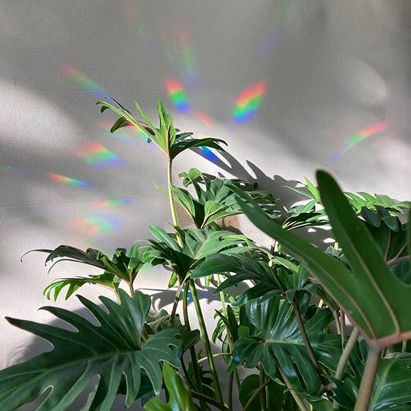 Regenbogen Aufkleber - Keep going to keep growing
